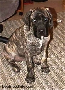 A brindle with white American Mastiff puppy is sitting on a rug, next to a desk chair.
